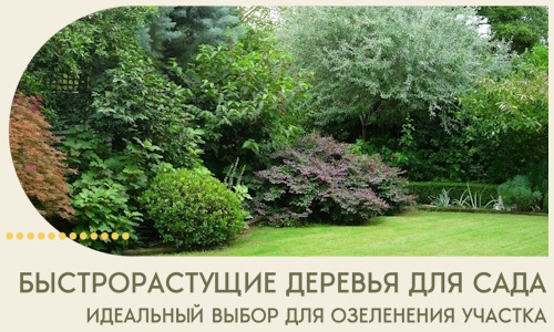 Быстрорастущие деревья для сада идеальный выбор в Барнауле