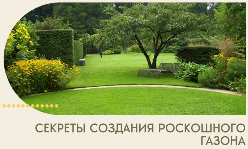 Секреты создания роскошного газона в Барнауле